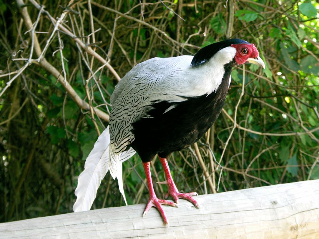 world of birds plettenbergbay
